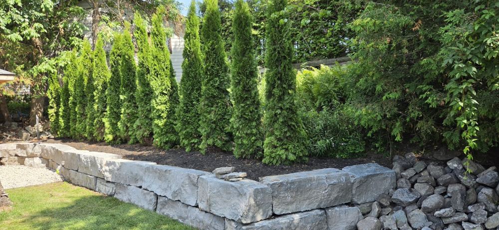 Natural stone retaining wall with Emerald Cedar privacy planting
